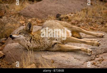 Coyote Canis Latrans Arizona weit verbreitet in Nordamerika Stockfoto