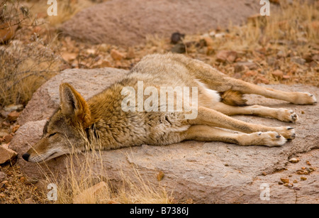 Coyote Canis Latrans Arizona weit verbreitet in Nordamerika Stockfoto