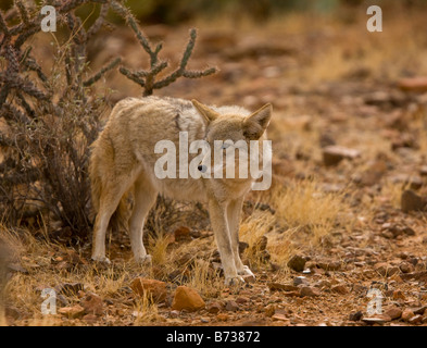 Coyote Canis Latrans Arizona weit verbreitet in Nordamerika Stockfoto