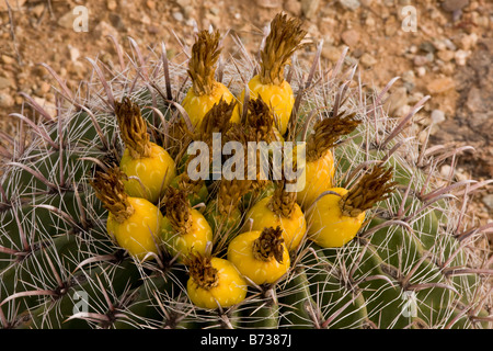 Angelhaken Barrel Kakteen Ferocactus Wislizenii in Frucht Arizona Stockfoto