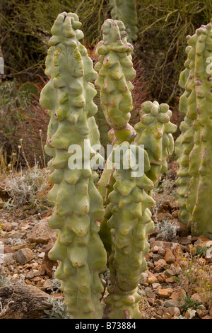 Totempfahl Kaktus Lophocereus Schottii Var Monstrosus Arizona und Mexiko Stockfoto