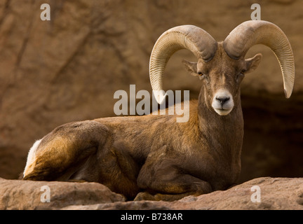 Männliche Wüste Bighorn Schafe Ovis Canadensis Mexicana Arizona USA Stockfoto