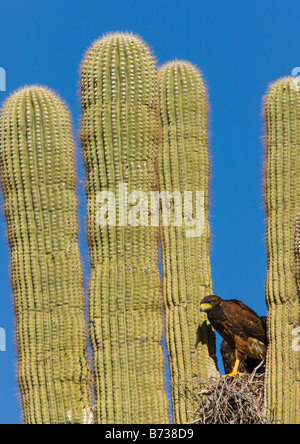 Harris Hawk Parabuteo Unicinctus am Nest in eine Saguaro Kaktus Carnegiea Gigantea Sonoran Wüste Arizona Stockfoto