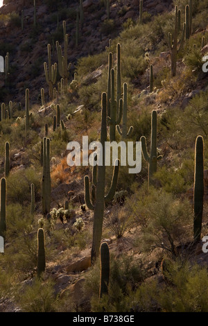 Riesige Kakteen oder Saguaro Carnegiea Gigantea im Westen Sonora-Wüste Arizona Saguaro-Nationalpark Stockfoto