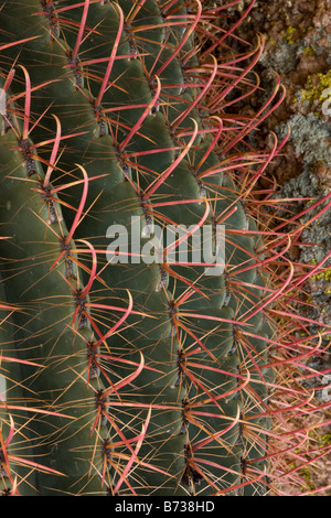 Stacheln der Angelhaken Barrel Kakteen Ferocactus Wislizenii Sonoran Wüste Arizona Stockfoto