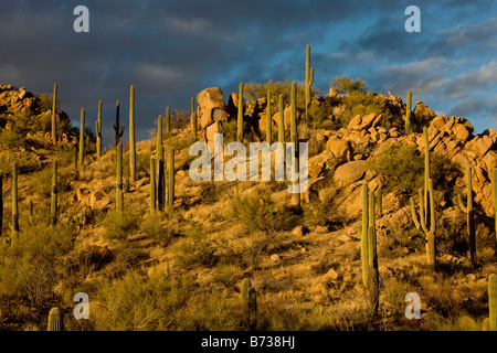 Riesige Kakteen oder Saguaro Carnegiea Gigantea in den Saguaro National Park West Sonora-Wüste Arizona USA Stockfoto