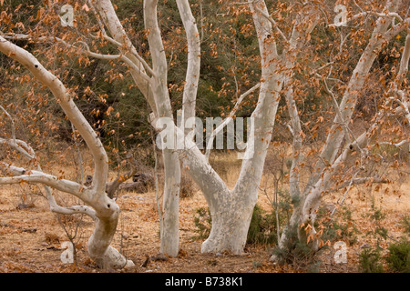 Arizona Platanen Platanen Platanus Wrightii im Winter Arizona USA Stockfoto