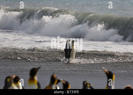 Königspinguine (Aptenodytes Patagonicus) am Strand Gold Harbor South Georgia Antarktis Stockfoto