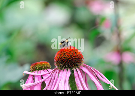 Echinacea Pallida blassen Sonnenhut Honig Biene Fütterung Futter sammeln sammeln Nektar, Pollen bestäuben Stockfoto