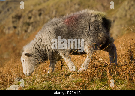 Herdwick Schafe grasen Seenplatte Cumbria England Stockfoto