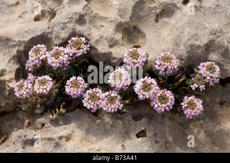 Verbrannte Schleifenblume Aethionema saxatile in den weißen Bergen Kretas Stockfoto
