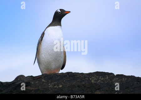 Gentoo Penguin (Pygoscelis Papua) thront auf einem Felsen Cooper Bay South Georgia Antarktis Stockfoto