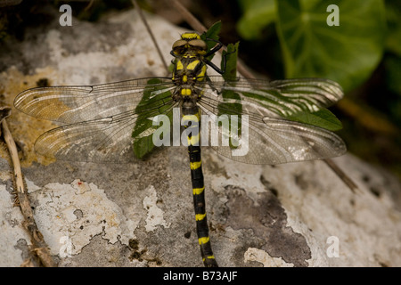 Düstere Gold beringt Libelle Cordulegaster Bidentata Nord-Griechenland Stockfoto