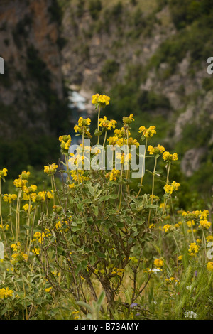 Jerusalem Salbei Phlomis Fruticosa in der Vikos-Schlucht-Griechenland Stockfoto