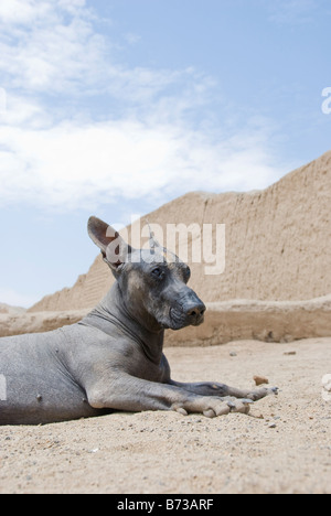 Eine Peruanische Nackthund entspannt in der Wüste in der Nähe der Ruinen von Chan Chan Stockfoto