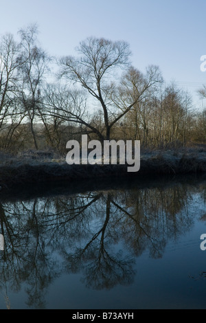 Bäume spiegeln sich in Fluss Stockfoto