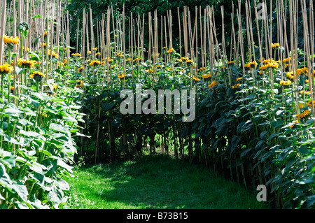 Sonnenblume Helianthus Annuus Labyrinth unterstützt Unterstützung Zug Bambus Spazierstock Blüte blühen Asteraceae Compositae Asteridae Asterales Stockfoto