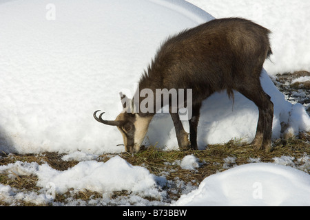 Gämse Rupicapra Rupicapra Camoscio Inverrno Neve Winterschnee Parco Nazionale Gran Paradiso Valle d Aosta Italia Italien Stockfoto