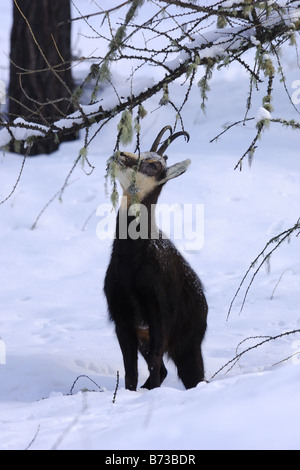 Gämse Rupicapra Rupicapra Camoscio Inverrno Neve Winterschnee Parco Nazionale Gran Paradiso Valle d Aosta Italia Italien Stockfoto