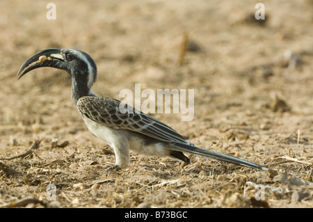 Afrikanische Grau Hornbill Tockus Nasutus WILD Stockfoto