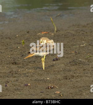 Senegal dicken Knie Burhinus Senegalensis WILD Stockfoto