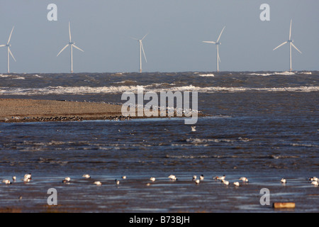 Watvögel offshore Windkraftanlagen Talacre Flint RSPB Reserve Dee Mündung North Wales Stockfoto