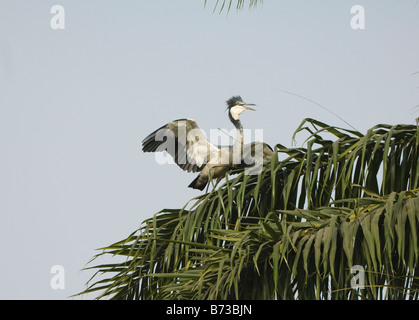 Grey Heron Ardea Cinerea WILD Stockfoto