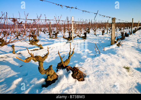 Schneebedeckte Weinreben, Sud-Touraine, Frankreich. Stockfoto