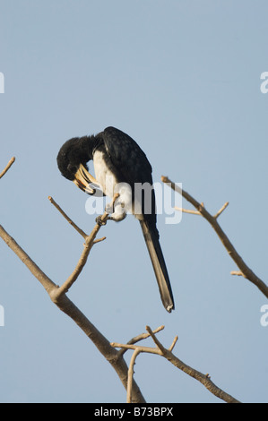 Afrikanische Pied Hornbill Tockus Fasciatus WILD Stockfoto