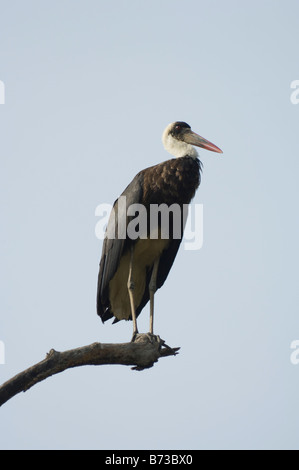 Wollige Necked Storch Ciconia Episcopus WILD Stockfoto