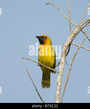 Schwarz-Necked Weber Ploceus Nigricollis WILD Stockfoto