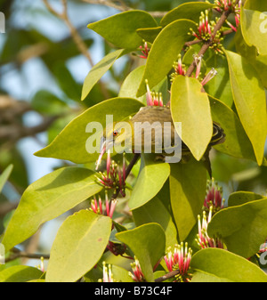 Dorf Weber Ploceus Cucullatus WILD Stockfoto