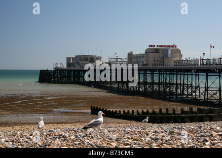 MÖWEN AM STRAND VON BRIGHTON, BRIGHTON PIER UND VERGNÜGUNGEN IM HINTERGRUND. Stockfoto