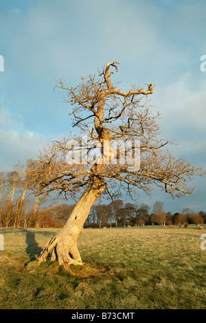 eine alte blattlosen Eiche in der englischen Landschaft Stockfoto