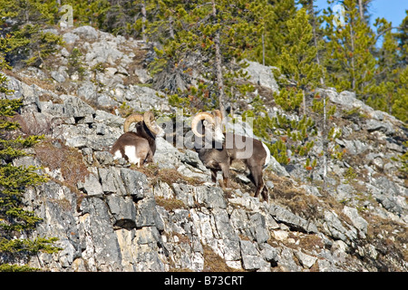 Zwei steinerne Schaf Rams auf einem Bergrücken. Stockfoto