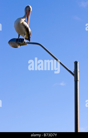 Ein australischen Pelikan thront auf einem Laternenpfahl Stockfoto
