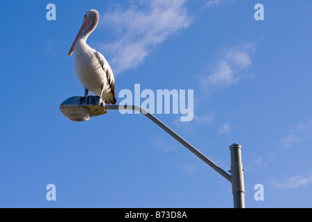 Ein australischen Pelikan thront auf einem Laternenpfahl Stockfoto