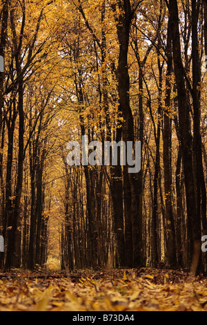 Herbst im Wald Stockfoto