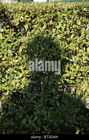 Nahaufnahme des Mannes Statue Kopf Schatten auf Baum Hecke Stockfoto