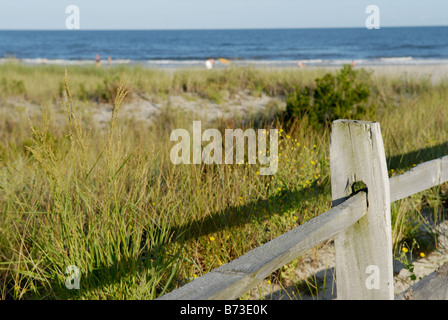 Strand mit geschützten Gräser auf Dünen für Stabilzation und den Erhalt von Erosion, Avalon, New Jersey. Stockfoto