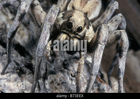 Nahaufnahme einer Wolfspinne, Bahrain, Golfregion Stockfoto