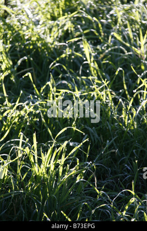 lange Grashalme mit Tau im Feld Land bedeckt Stockfoto