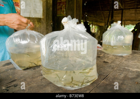 Sammlung von Baby Arowana tropische Fische für Handel, Amazonas, Peru Stockfoto