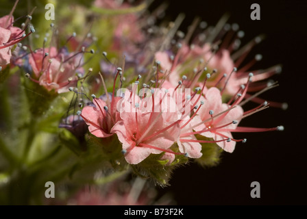 Turm der Juwelen, rote Bugloss, Teneriffa Bugloss, den Teide Bugloss (Echium Wildpretii - Boraginaceae) Blumen Stockfoto