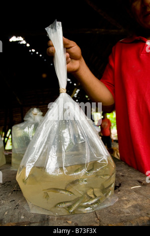 Sammlung von Baby Arowana tropische Fische für Handel, Amazonas, Peru Stockfoto