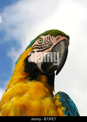 Ara Ararauna, blau und gelb Aras, Amazonas, Venezuela, Brasilien, Vogel wunderbare Vogel, Vogel Schönheit. Blau und Gold ARA. Papagei Stockfoto