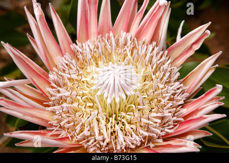 König protea protea Cynaroides die Nationalblume von Südafrika Kirstenbosch national botanical Garten Kapstadt Südafrika Stockfoto