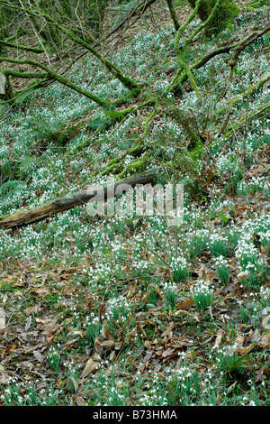 SCHNEEGLÖCKCHEN IM AVILL TAL WEDDON ZU ÜBERQUEREN, EXMOOR UND DEN SPITZNAMEN SCHNEEGLÖCKCHEN TAL MITTE FEBRUAR Stockfoto