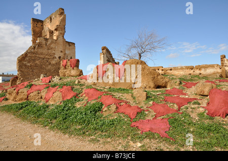 Gefärbte Tierhäute Trocknung in Fes, Marokko Stockfoto