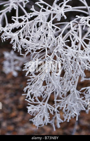 RAUREIF AUF DER SEEDHEADS THALICTRUM ELIN Stockfoto